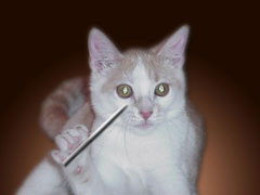 Taro Conducting