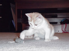 Taro Catching a Mouse