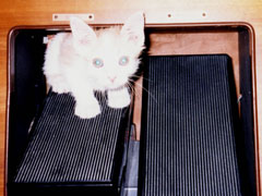 Taro Practicing the Organ