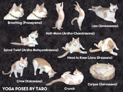 Taro's Yoga